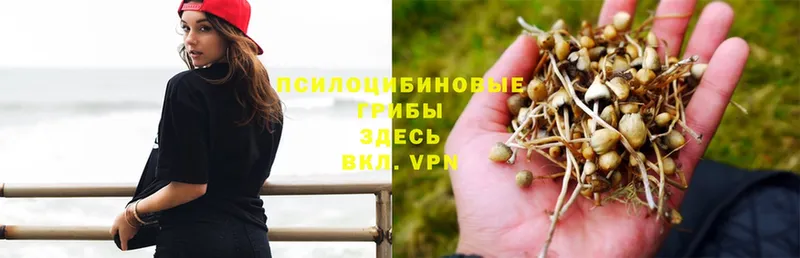 Галлюциногенные грибы Magic Shrooms  где купить наркотик  Усть-Джегута 